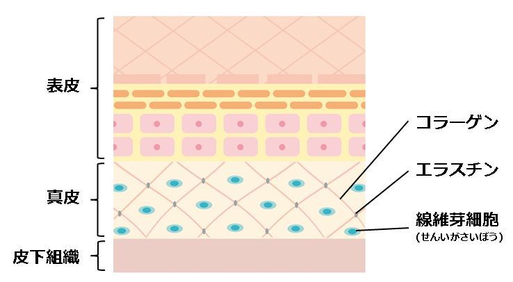 皮膚の構造