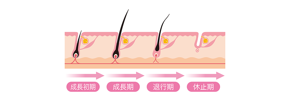 毛の毛周期や仕組み